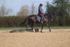 Dressurlehrgang-Tanja-Schmidt-2022-3