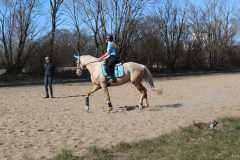 Dressurlehrgang-Carina-Petersen-2022-7